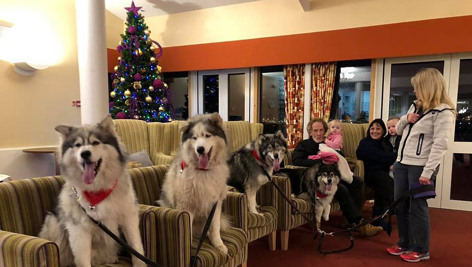 Huskies providing pet therapy at Mariners' Park Care Home. Image:Huskies providing pet therapy at Mariners' Park Care Home.